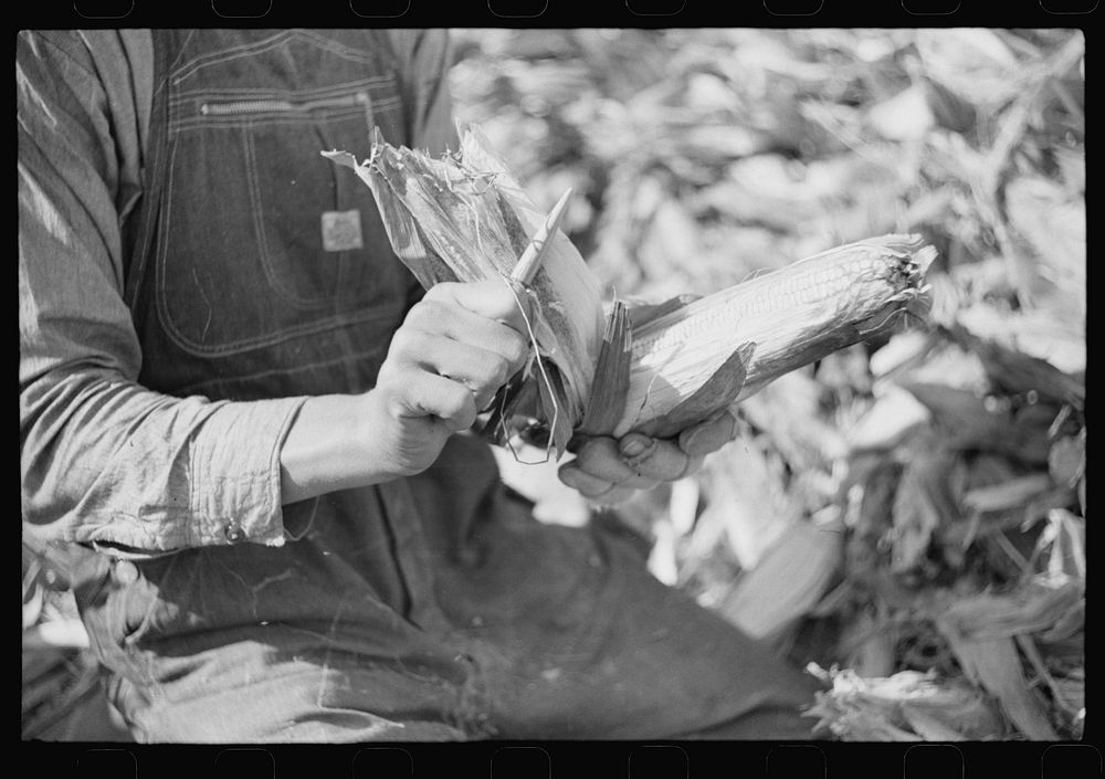 [Untitled photo, possibly related to: Wooden peg used in shucking corn. Farm near the Fred Wilkins place, Granville County…