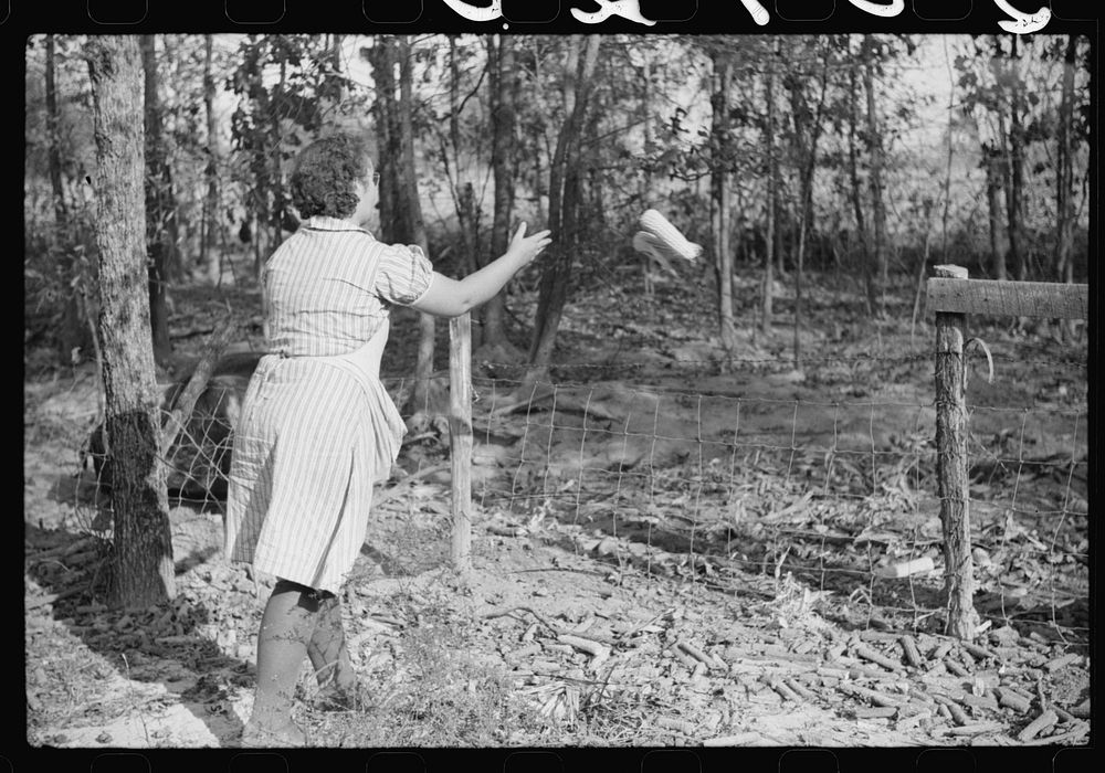 [Untitled photo, possibly related to: One of the Wilkins family feeding the hogs. Tally Ho, near Stem, Granville County, N.…
