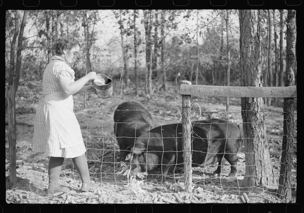 One of the Wilkins family feeding the hogs. Tally Ho, near Stem, Granville County, N. Carolina. Sourced from the Library of…