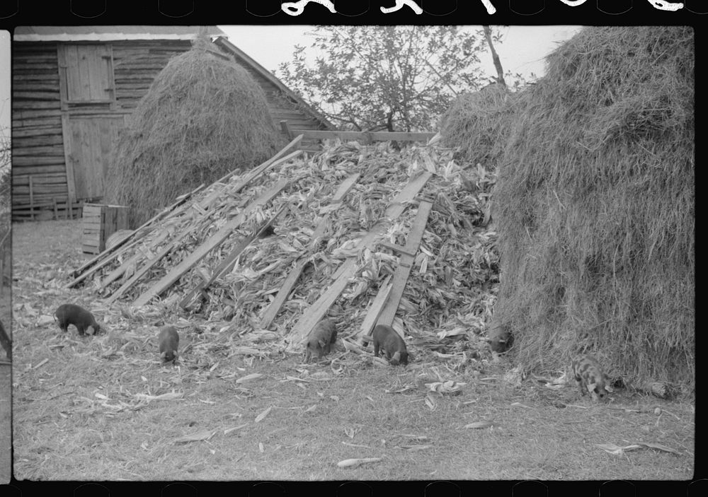 [Untitled photo, possibly related to: Barn and feed for livestock on Fred Wilkins farm, Tally Ho, near Stem, Granville…