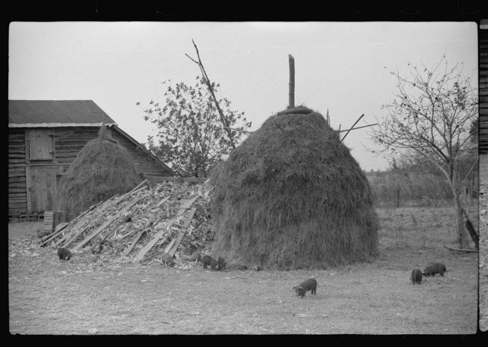 [Untitled photo, possibly related to: Barn and feed for livestock on Fred Wilkins farm, Tally Ho, near Stem, Granville…