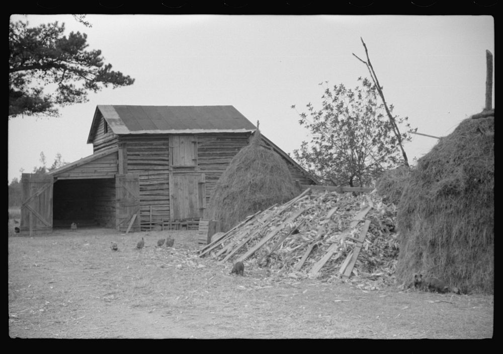 Barn and feed for livestock on Fred Wilkins farm, Tally Ho, near Stem, Granville County, North Carolina. Sourced from the…