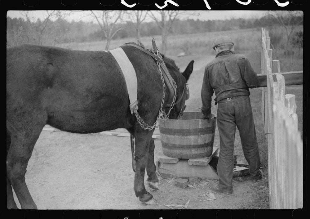 [Untitled photo, possibly related to: Mrs. Wilkins' son watering the horse, Tally Ho, near Stem, Granville County, North…