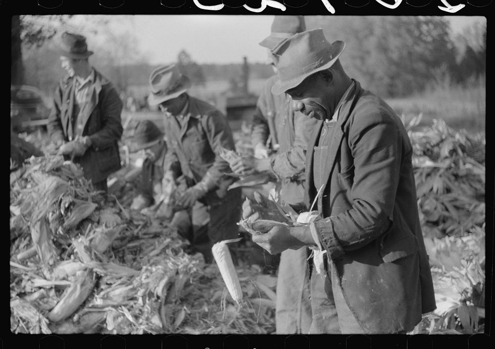 Corn shucking on farm near the Fred Wilkins place, Granville County, North Carolina. Sourced from the Library of Congress.