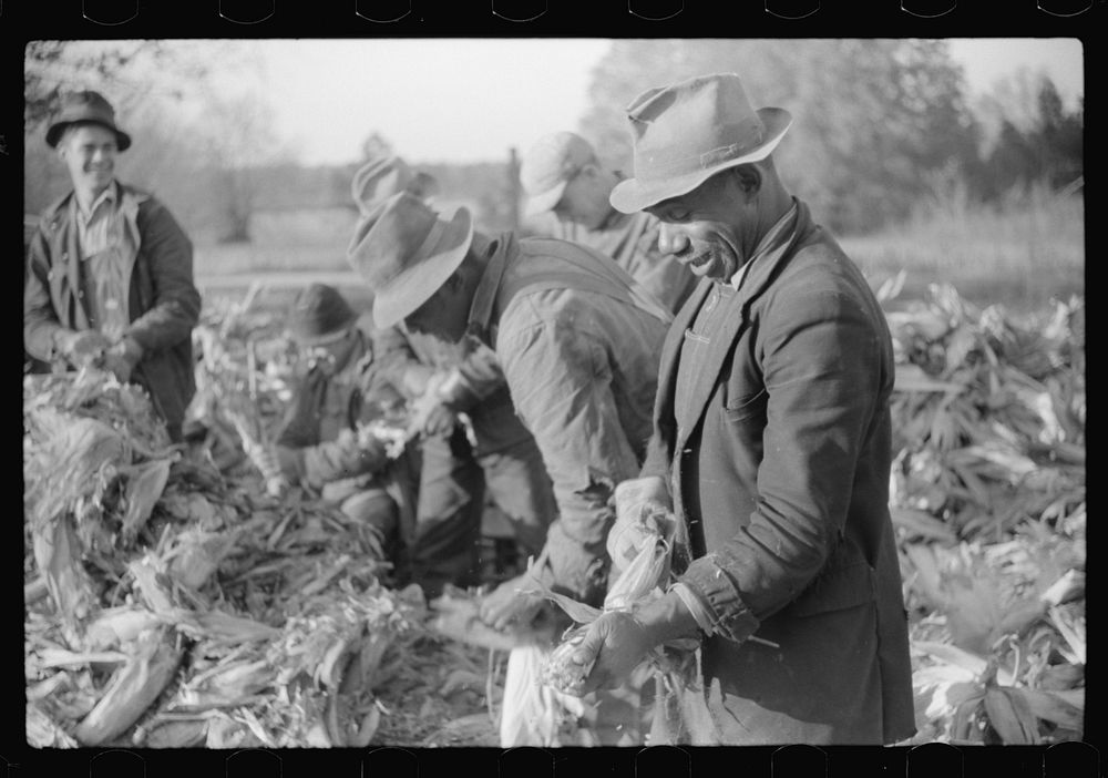 [Untitled photo, possibly related to: Corn shucking on farm near the Fred Wilkins place, Granville County, North Carolina]…