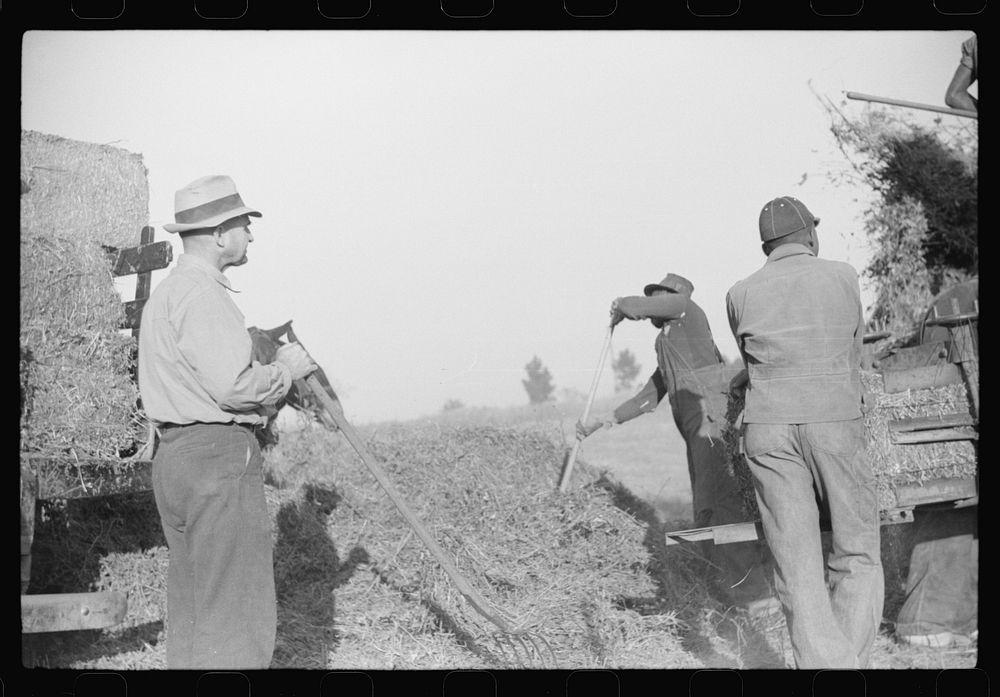 [Untitled photo, possibly related to: Baling hay on the Mary E. Jones place of about 140 acres. The sons W.E. and R.E. Jones…