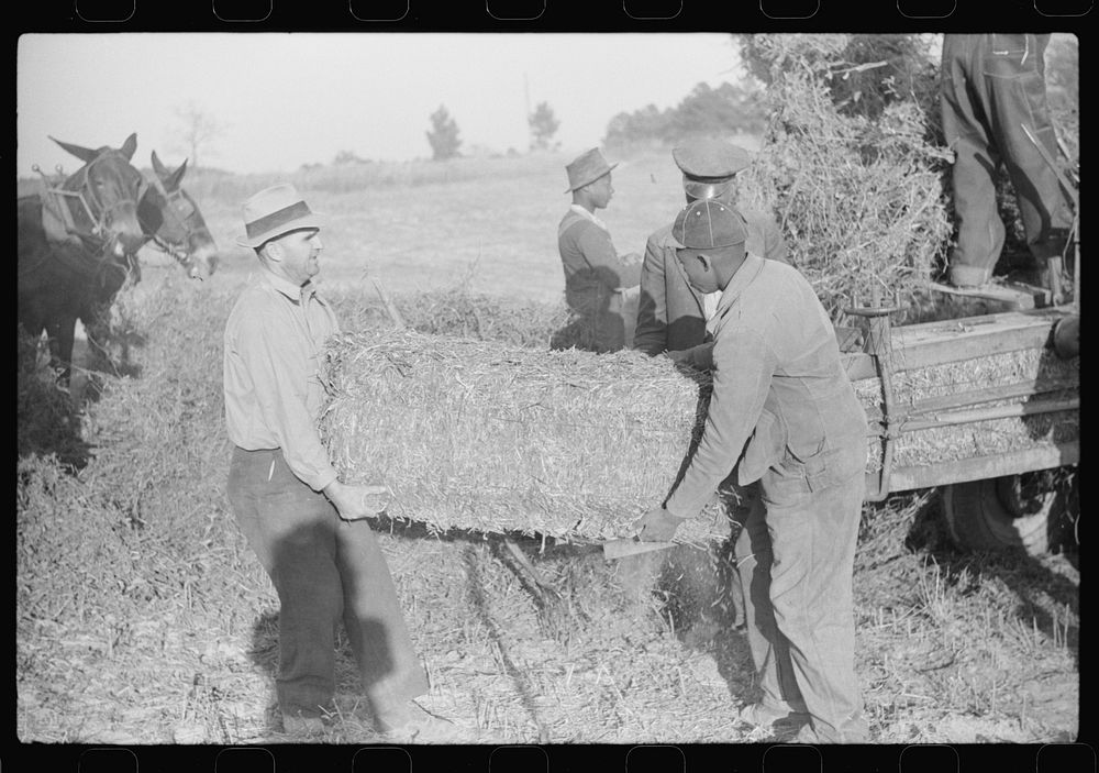 [Untitled photo, possibly related to: Baling hay on the Mary E. Jones place of about 140 acres. The sons W.E. and R.E. Jones…