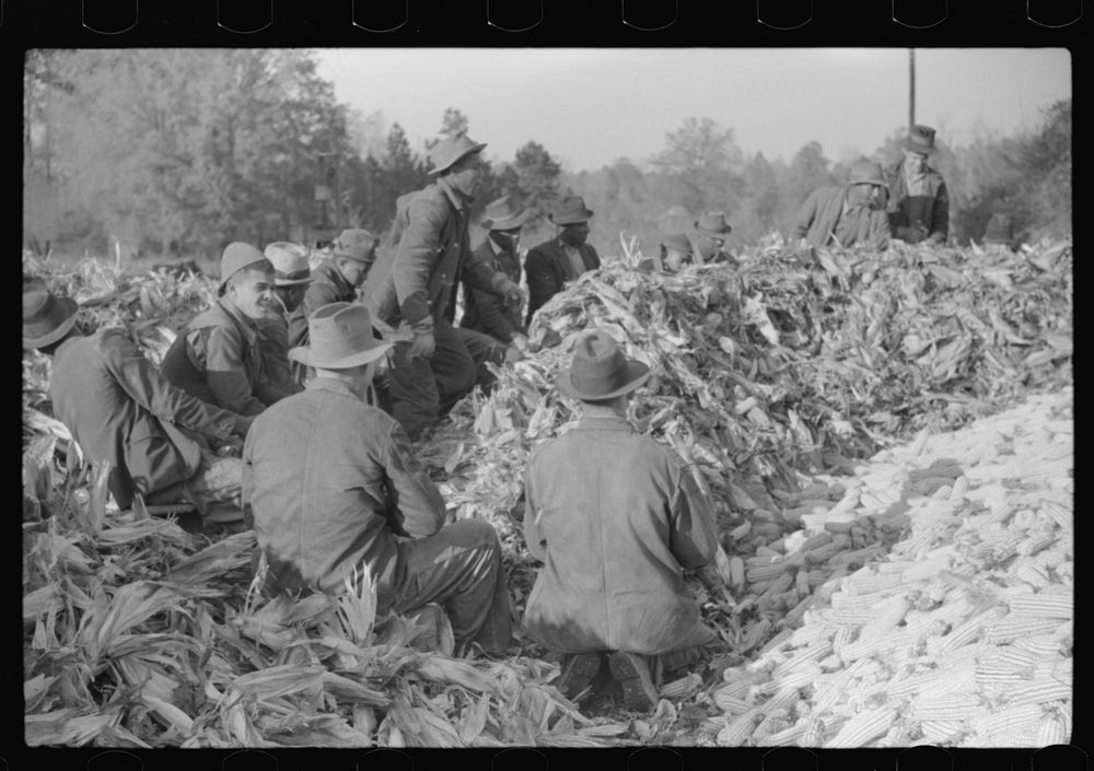 [Untitled photo, possibly related to: Corn shucking on farm near the Fred Wilkins place, Granville County, North Carolina].…