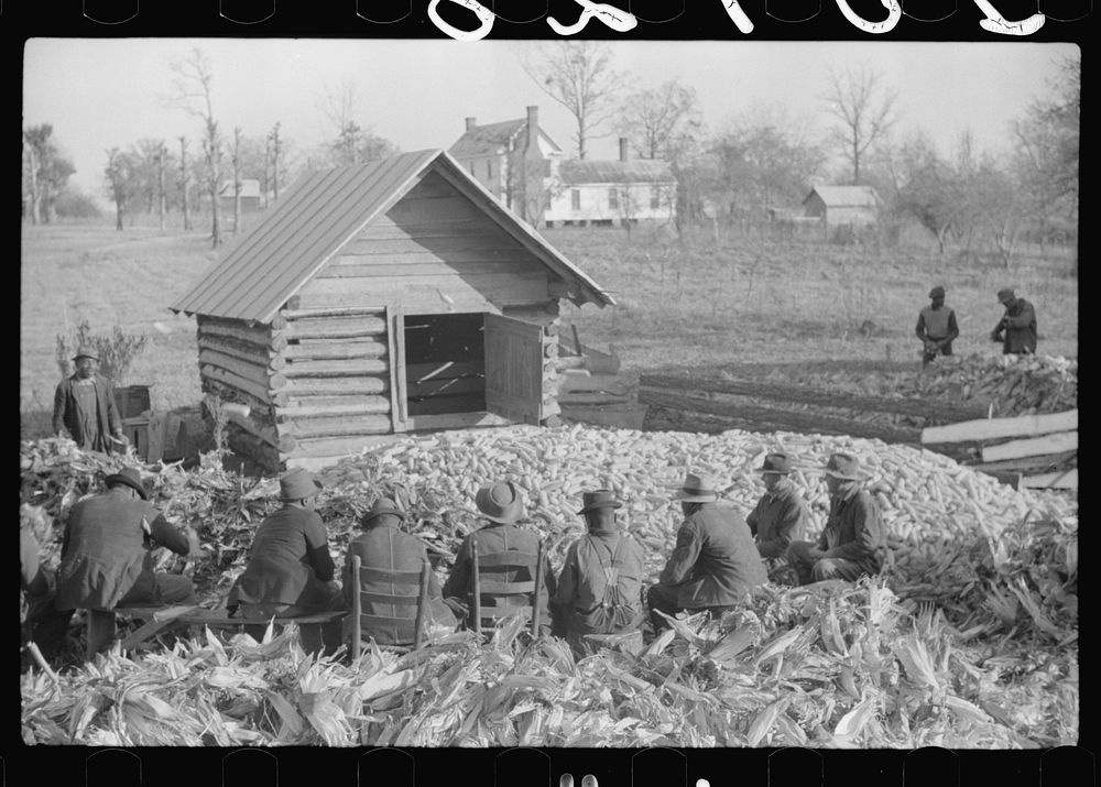 [Untitled photo, possibly related to: Corn shucking on Uncle Henry Garrett's place,  tenant of Mr. Fred Wilkins. White women…