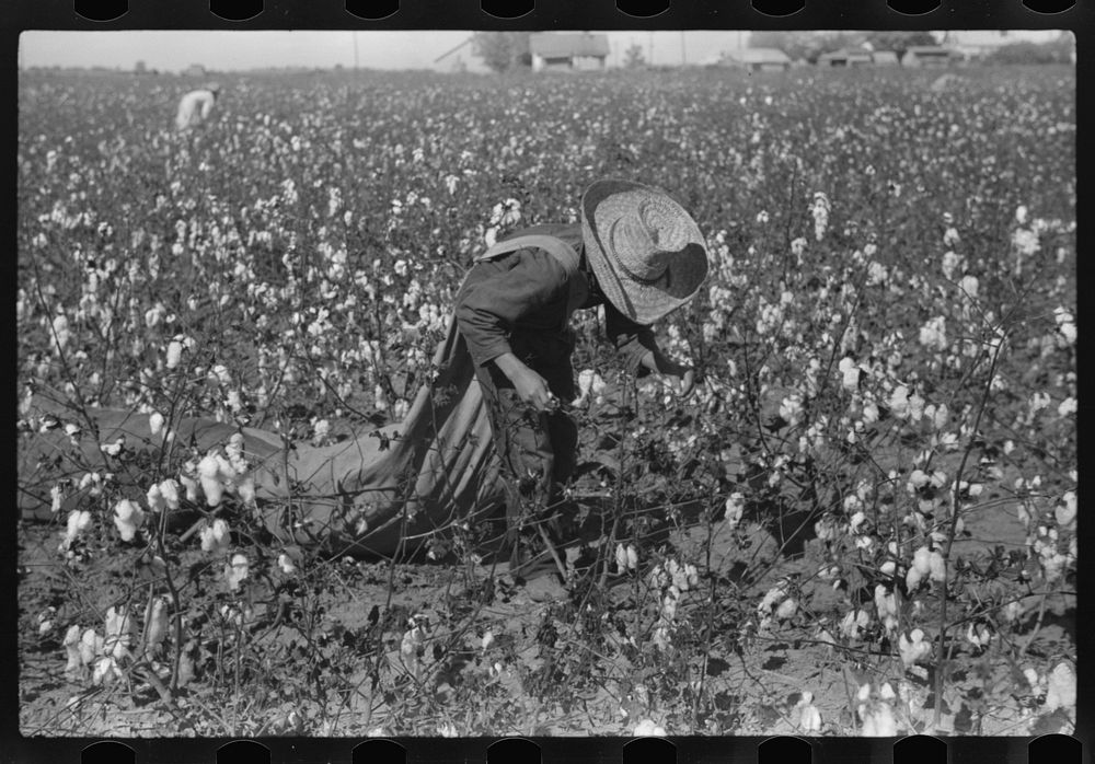 Picking cotton, Hopson Plantation, Mississippi Delta, Mississippi. Sourced from the Library of Congress.