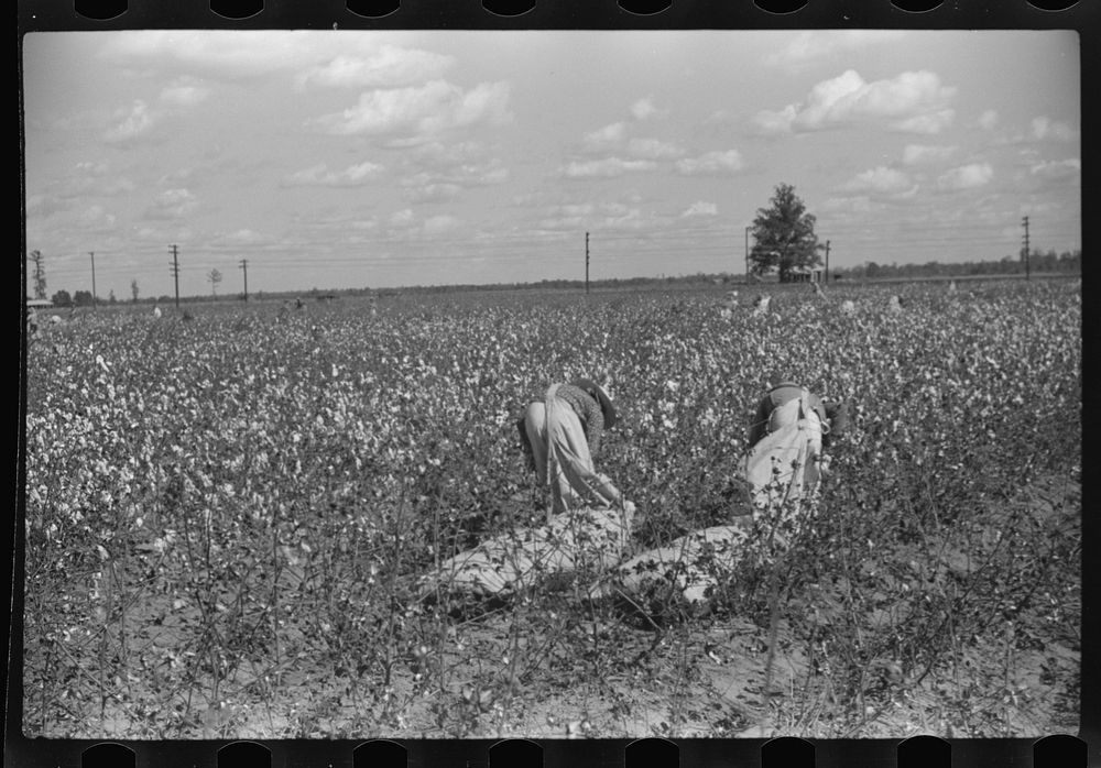 [Untitled photo, possibly related to: Tents of Mexican labor brought from Texas by contractor for the duration of cotton…