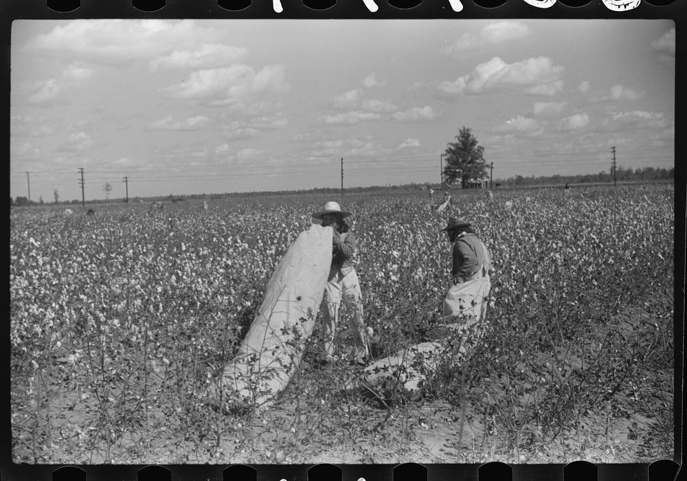 [Untitled photo, possibly related to: Tents of Mexican labor brought from Texas by contractor for the duration of cotton…