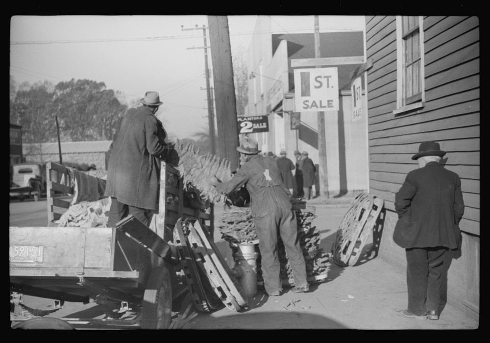 [Untitled photo, possibly related to: Farmers arranging their tobacco on baskets preparatory to taking them to warehouse. It…