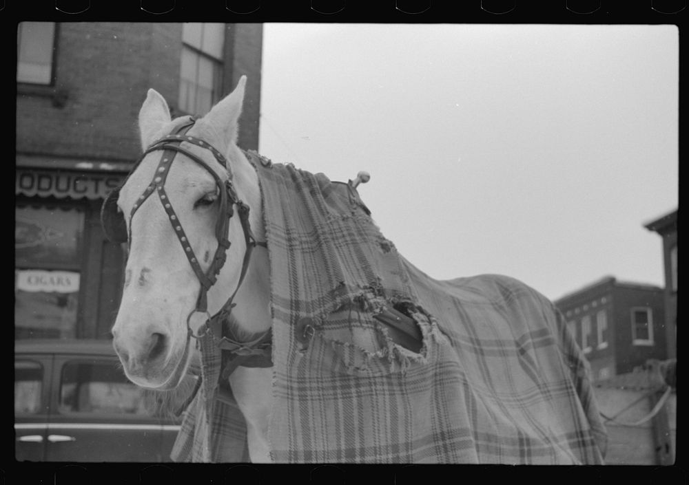 [Untitled photo, possibly related to: Woodstock, Vermont. Horse of a garbage and rubbish collector]. Sourced from the…