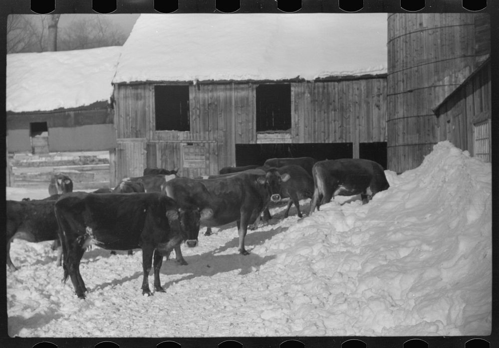 [Untitled photo, possibly related to: Hired man on Gilbert farm, Woodstock, Vermont]. Sourced from the Library of Congress.