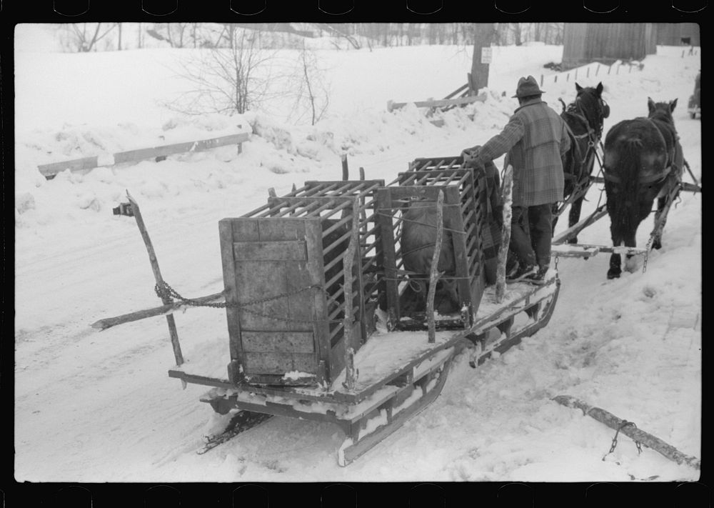 [Untitled photo, possibly related to: Hauling hogs to be slaughtered. Near Woodstock, Vermont]. Sourced from the Library of…
