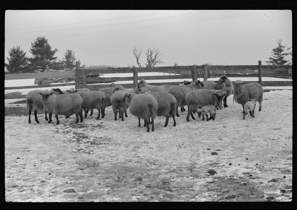Sheep on farm, Lisbon, near Franconia, New Hampshire. Sourced from the Library of Congress.