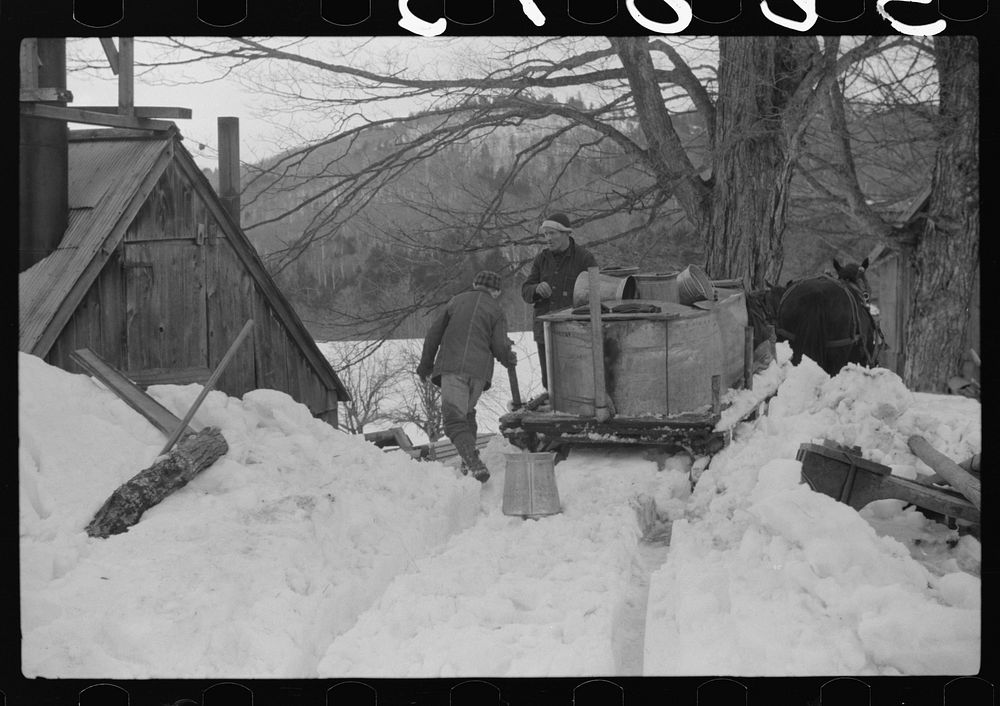 Hired man and son of Frank H. Shurtleff returning to sugar house with vat of maple sap to be boiled down into maple syrup.…