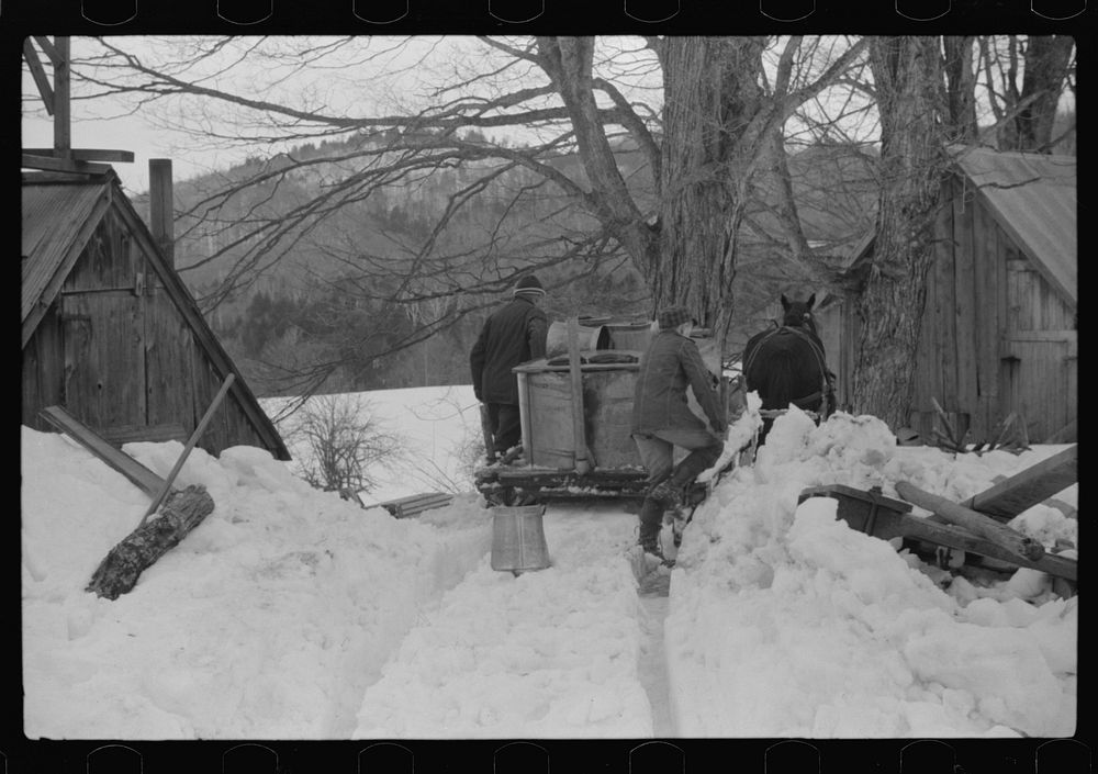 [Untitled photo, possibly related to: Hired man and son of Frank H. Shurtleff returning to sugar house with vat of maple sap…