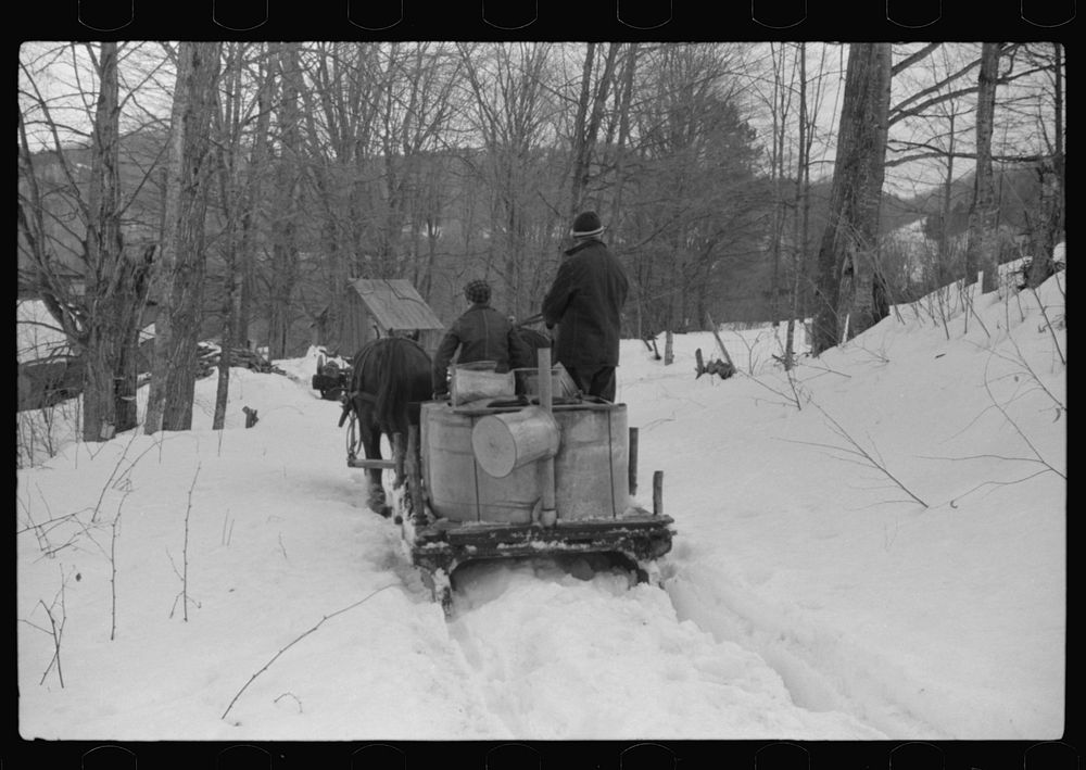 Hired man and son of Frank H. Shurtleff returning to sugar house with vat of maple sap to be boiled down into maple syrup.…