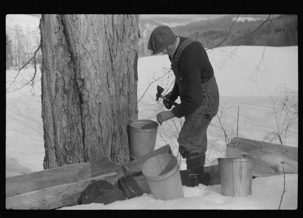 Frank H. Shurtleff hanging the bucket on the spout while tapping sugar maple tree for gathering sap to make syrup. The…