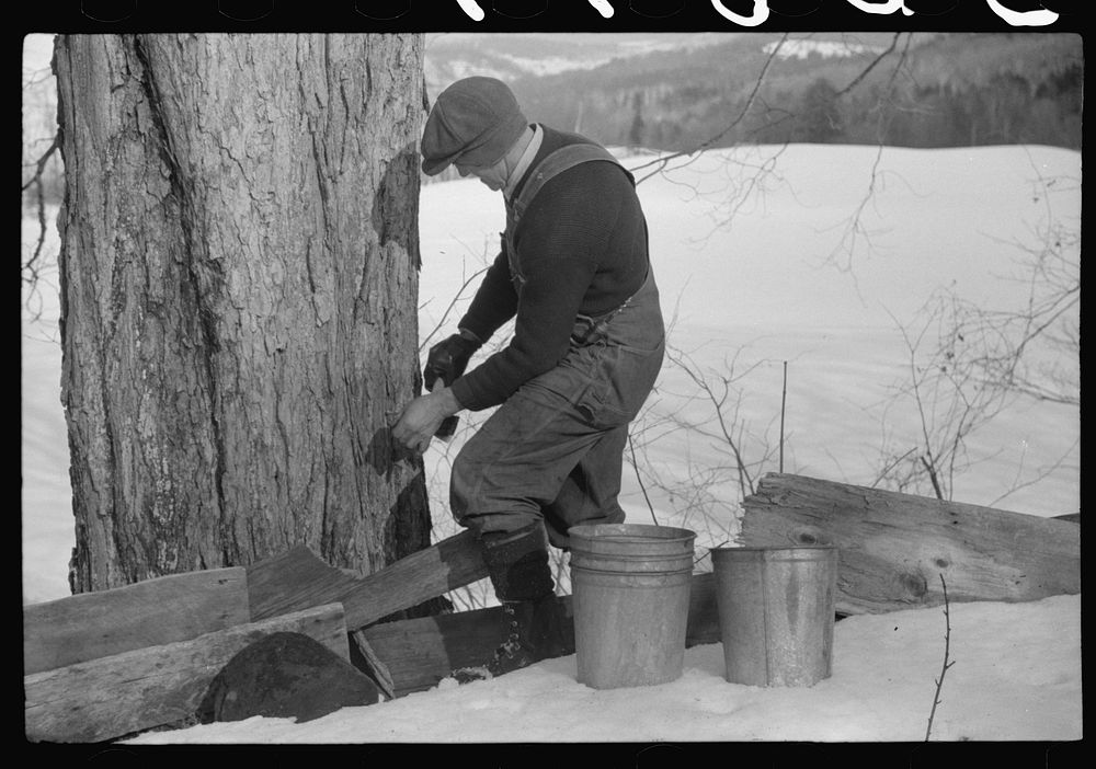 [Untitled photo, possibly related to: Frank H. Shurtleff drilling the hole for the spout while tapping sugar maple tree for…