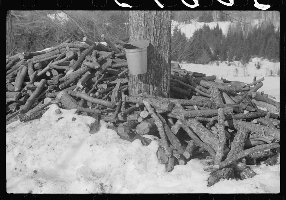 Bucket for gathering sap from maple sugar tree and stack of wood needed in boiling sap into syrup on Frank Shurtleff farm.…
