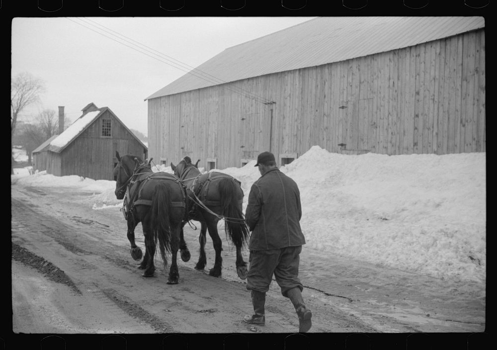 [Untitled photo, possibly related to: Woodstock (vicinity), Vermont. Clinton Gilbert driving a team down the road to his…