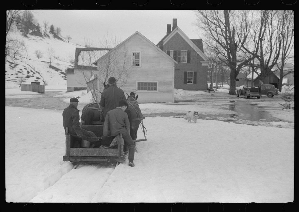 Clinton Gilbert and hired men driving back to barn after coming from tapping sugar maple trees for sap which is boiled down…