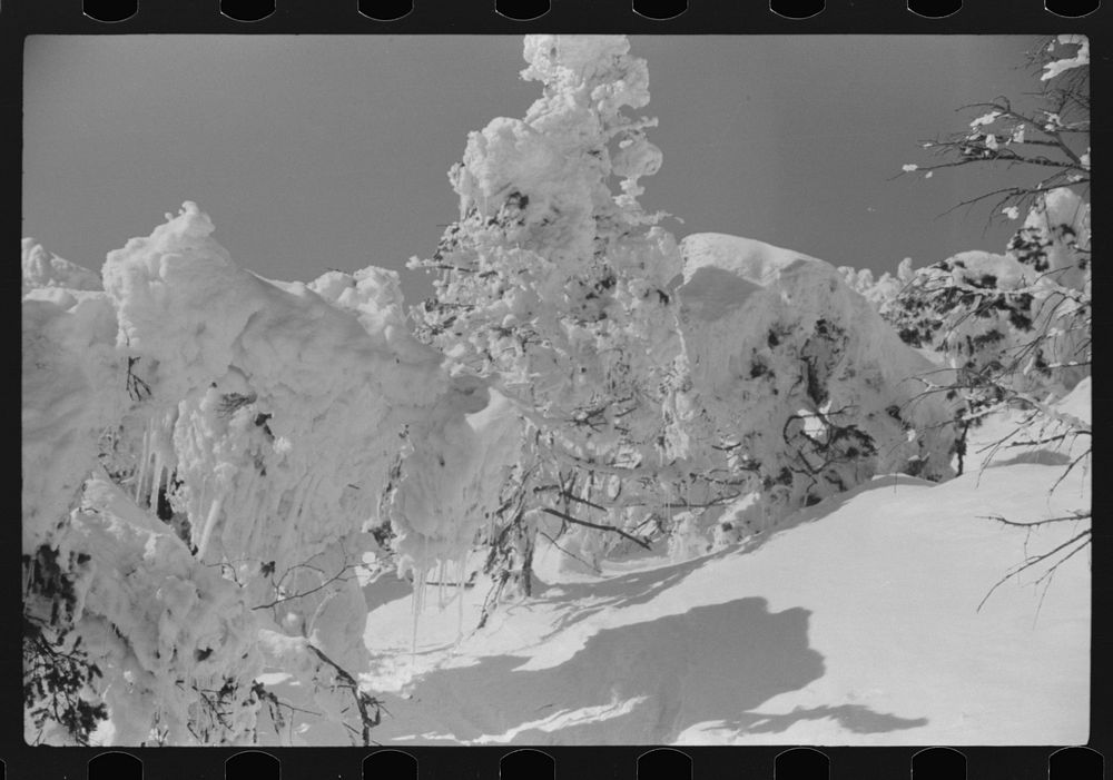 Snow-covered trees on top of Mount Mansfield, Smuggler's Notch, near Stowe, Vermont. Sourced from the Library of Congress.