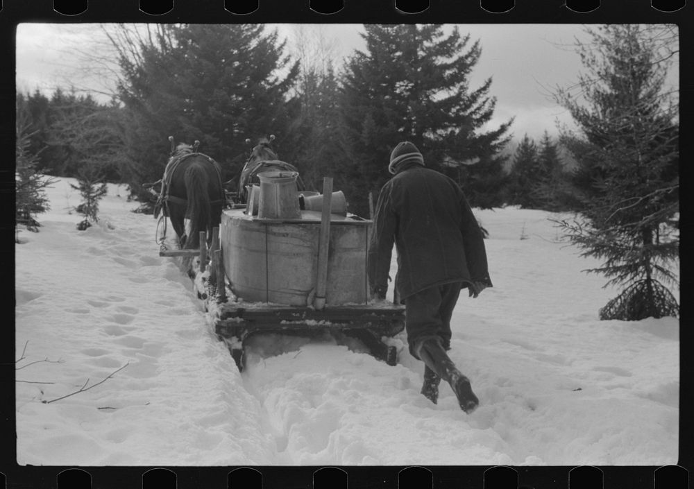 [Untitled photo, possibly related to: The hired man on Frank H. Shurtleff farm gathering maple sap from sugar maple trees to…