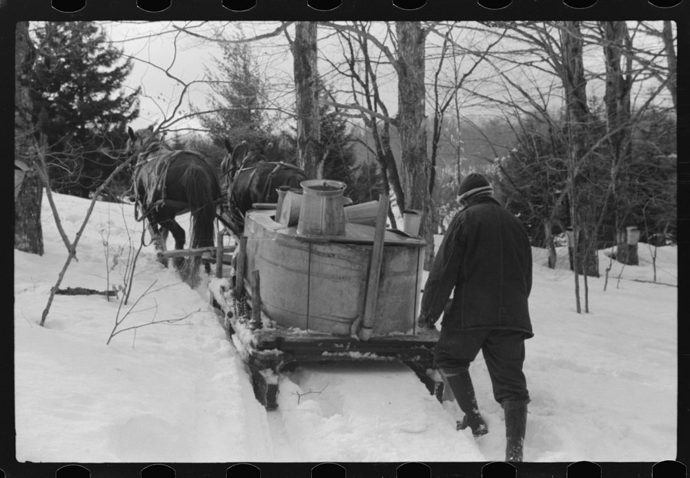 The hired man on Frank H. Shurtleff farm gathering maple sap from sugar maple trees to make syrup. The Shurtleff farm has…