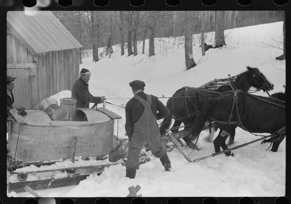 Hired man and Frank H. Shurtleff shovelling out sled with vat for gathering maple sap for making maple syrup. The Shurtleff…