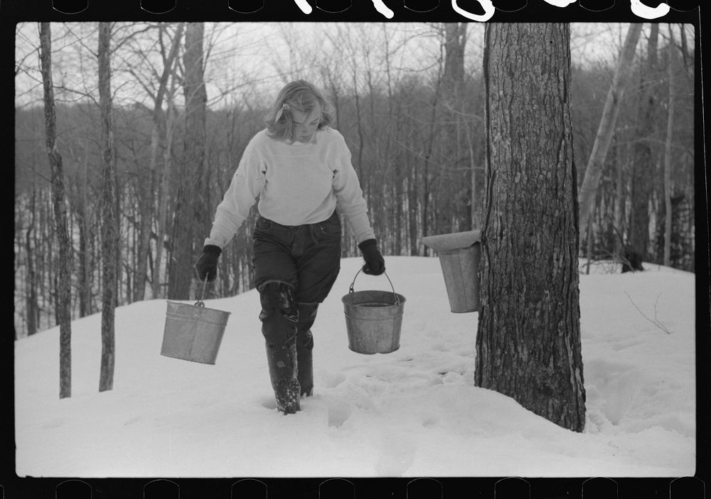Young neighbor (Julia Fletcher) of Frank H. Shurtleff gathering sap from sugar trees for making maple syrup. Sugaring is a…