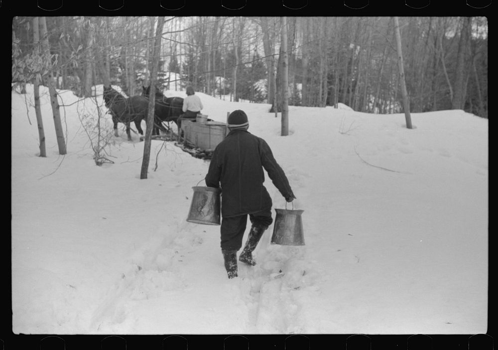Hired man of Frank H. Shurtleff gathering sap from sugar trees for making maple syrup. Sugaring is a social event and is…
