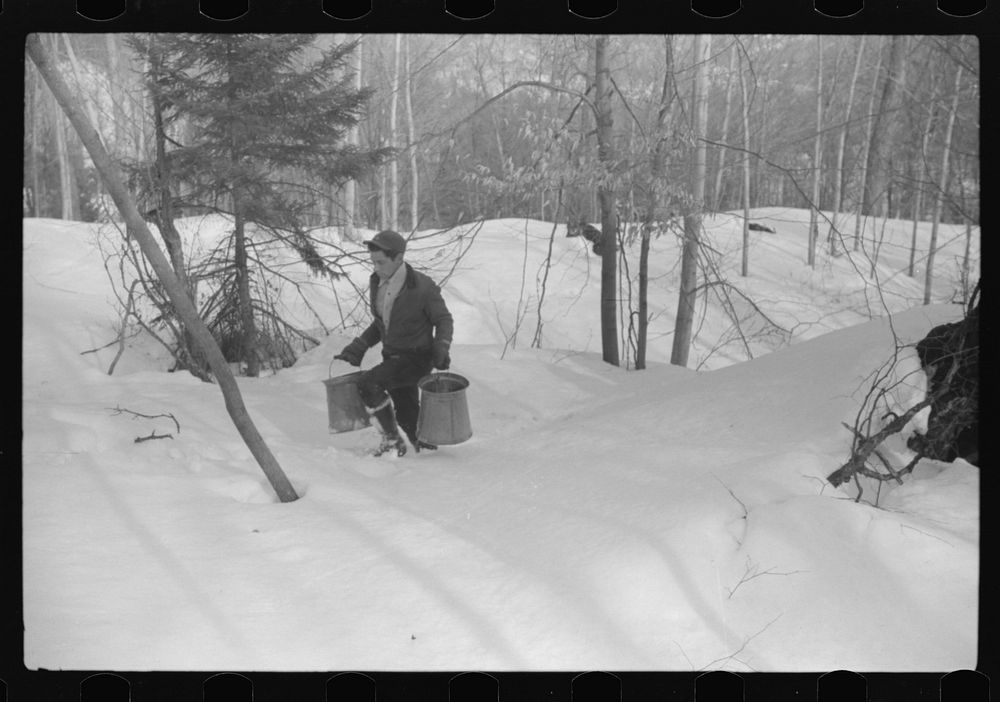 [Untitled photo, possibly related to: Hired man of Frank H. Shurtleff gathering sap from sugar trees for making maple syrup.…