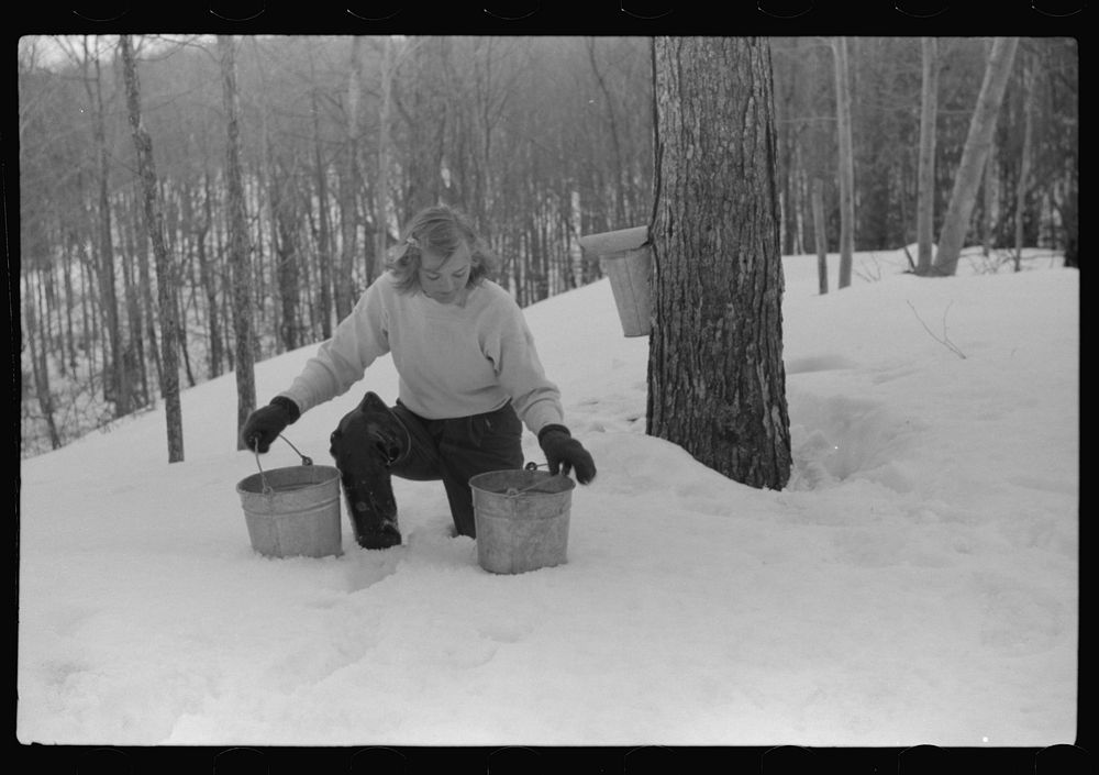 [Untitled photo, possibly related to: Young neighbor of Frank H. Shurtleff resting in the snow while gathering sap from…