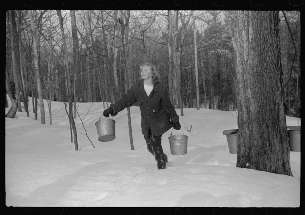 Young neighbor (Julia Fletcher) of Frank H. Shurtleff gathering from sugar trees for making maple syrup. Sugaring is a…