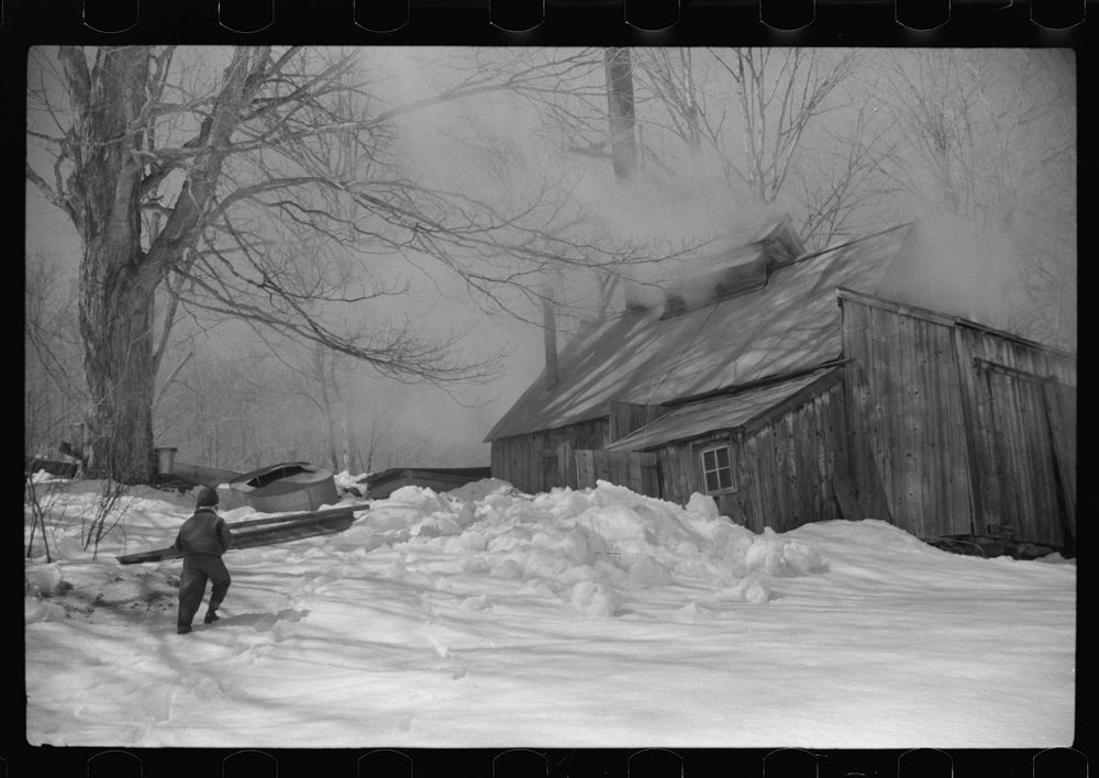 Young daughter of Frank H. Shurtleff going towards the sugar house where sap from sugar maple trees is boiled down into…