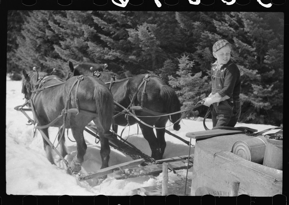 Young son of Frank H. Shurtleff driving sled with vat of sap from sugar maple trees which is boiled down into maple syrup.…