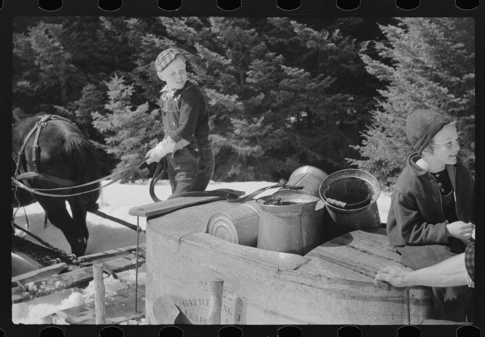 [Untitled photo, possibly related to: Young son of Frank H. Shurtleff driving sled with vat of sap from sugar maple trees…