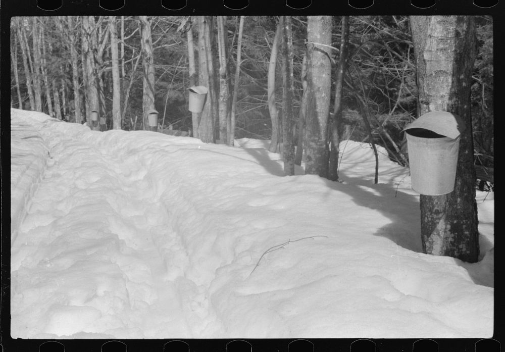 Buckets hanging on spouts to catch the sap from maple sugar trees from which is made maple syrup. On Frank H. Shurtleff…