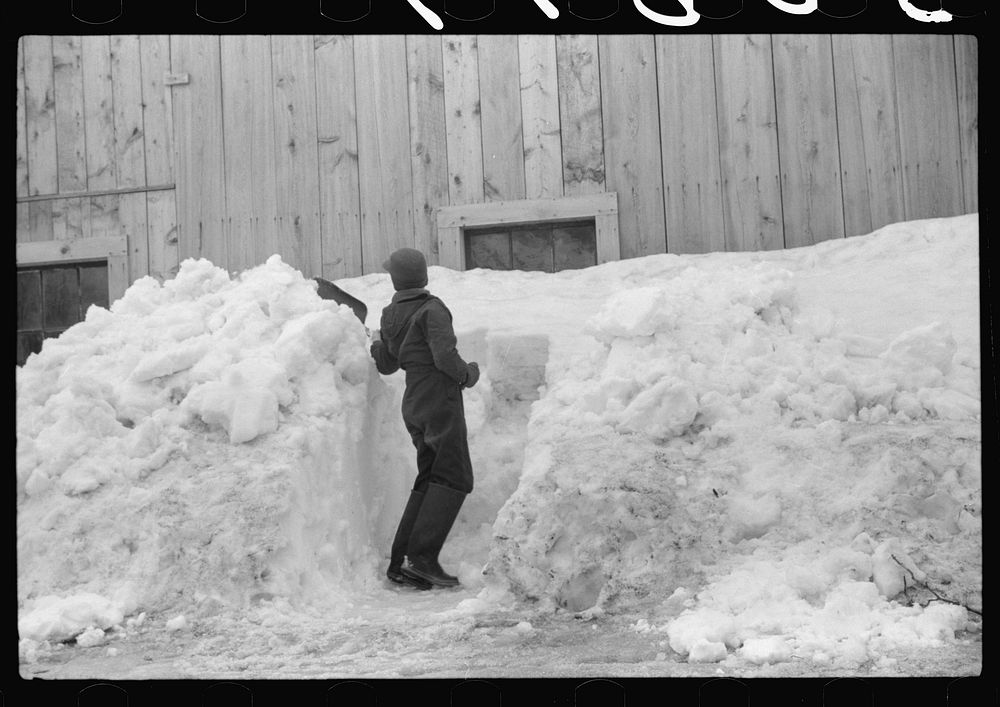 [Untitled photo, possibly related to: Young son of Clinton Gilbert shoveling snow away from window of barn to let in some…