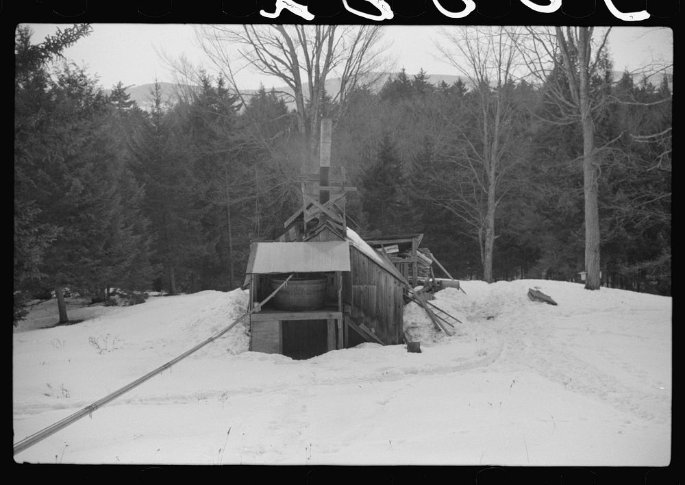 Pipe line, through which sap runs to sugar house. The sap from sugar maple trees is piped into the house where it is boiled…