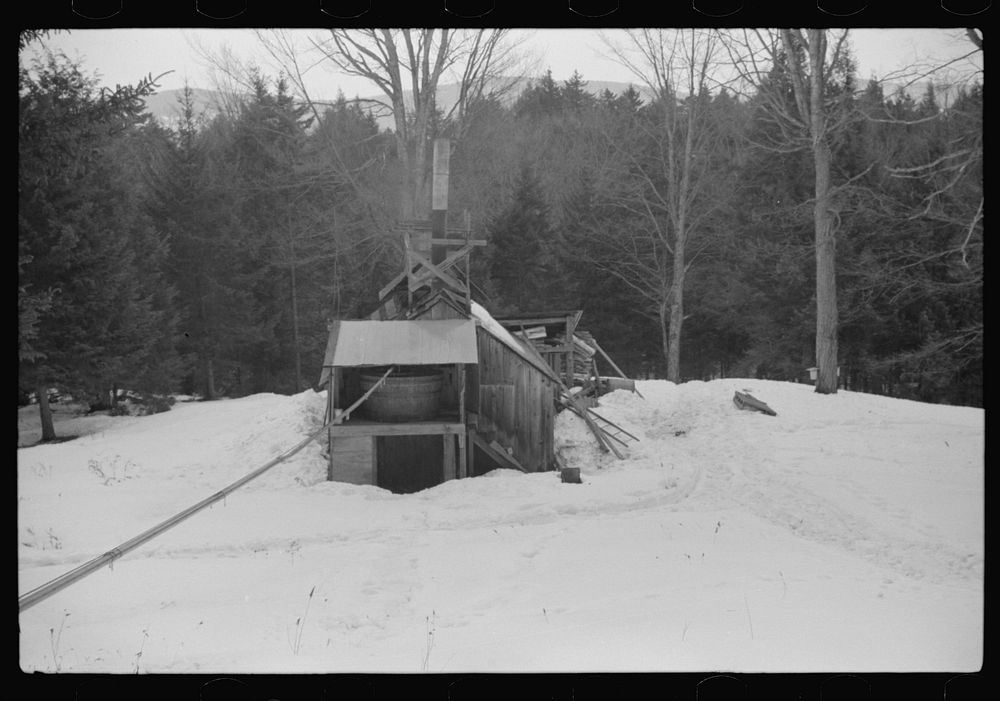 [Untitled photo, possibly related to: Pipe line, through which sap runs to sugar house. The sap from sugar maple trees is…