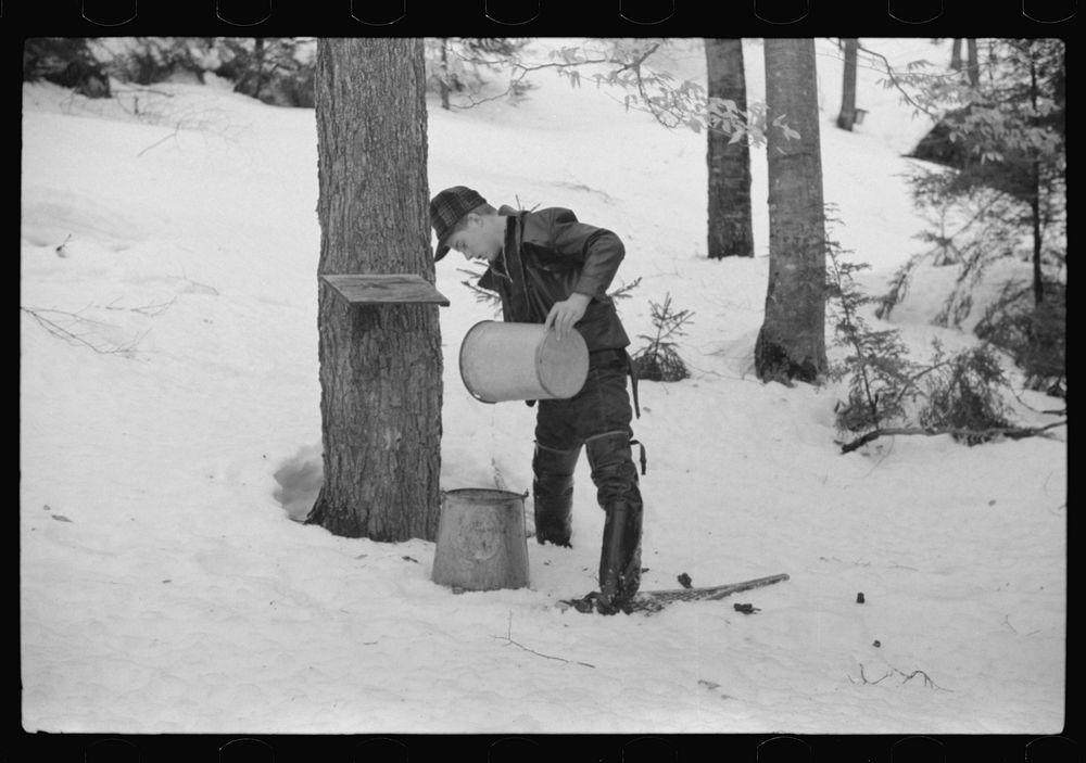 [Untitled photo, possibly related to: Son of Walter Gaylord pouring sap into container. The sap from sugar maple trees is…