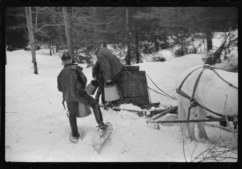 Walter Gaylord and son on sled with vat full of sap from sugar maple trees which is boiled down into syrup. Mad River…