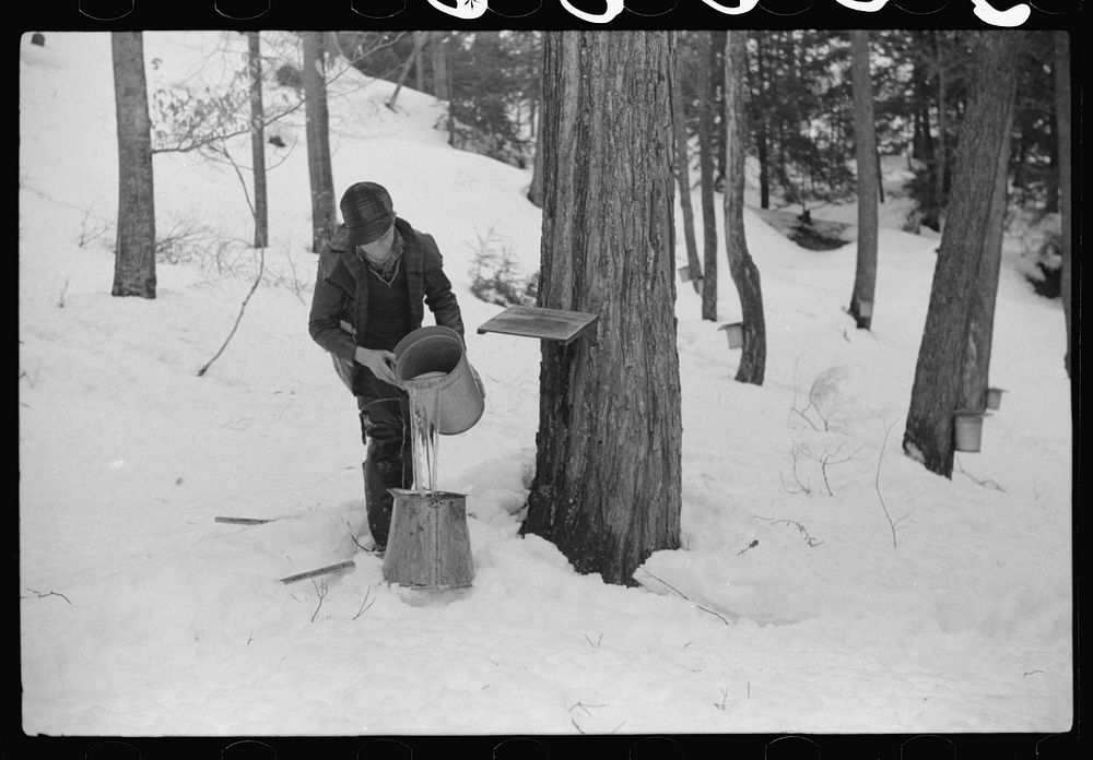 Son of Walter Gaylord pouring sap into container. The sap from sugar maple trees is boiled down into maple syrup. Mad River…