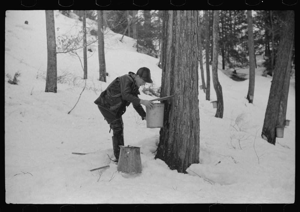 [Untitled photo, possibly related to: Son of Walter Gaylord pouring sap into container. The sap from sugar maple trees is…