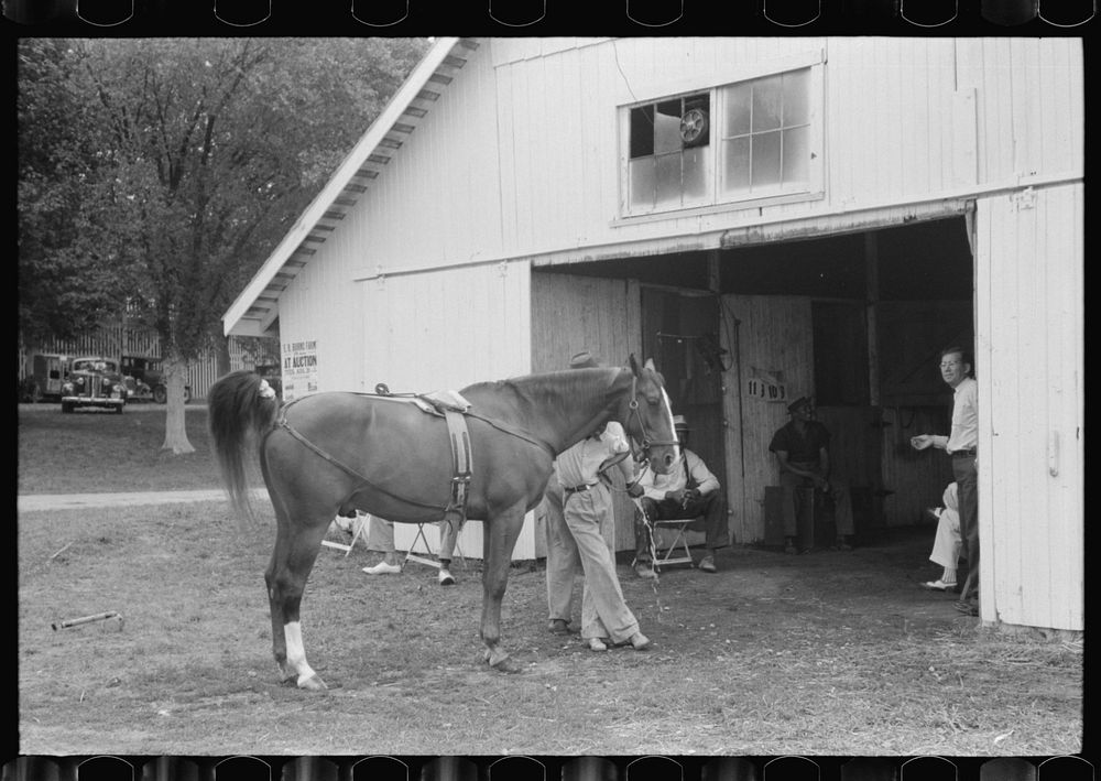 [Untitled photo, possibly related to: Elaborate preparations are made for entries in Shelby County Horse Show and Fair…